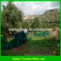 урожай оливковое сеть